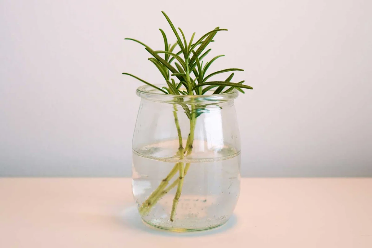 rosemary infused tequila