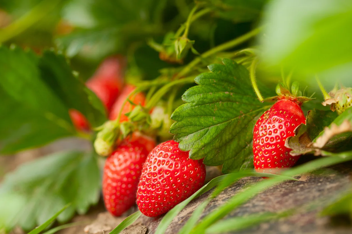 Fresh organic strawberry