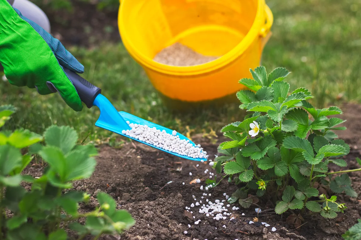 Farmer giving granulated fertilizer to strawberry plants