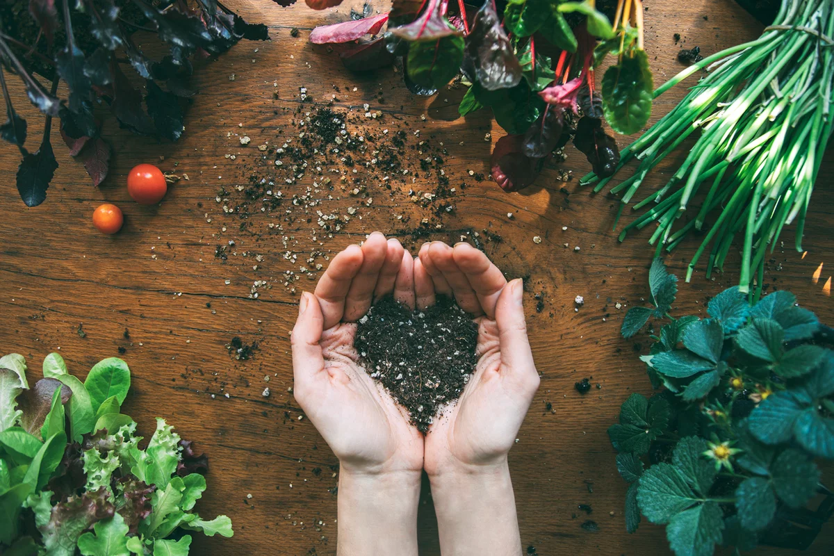 Hands holding heart-shaped soil with seedlings around them