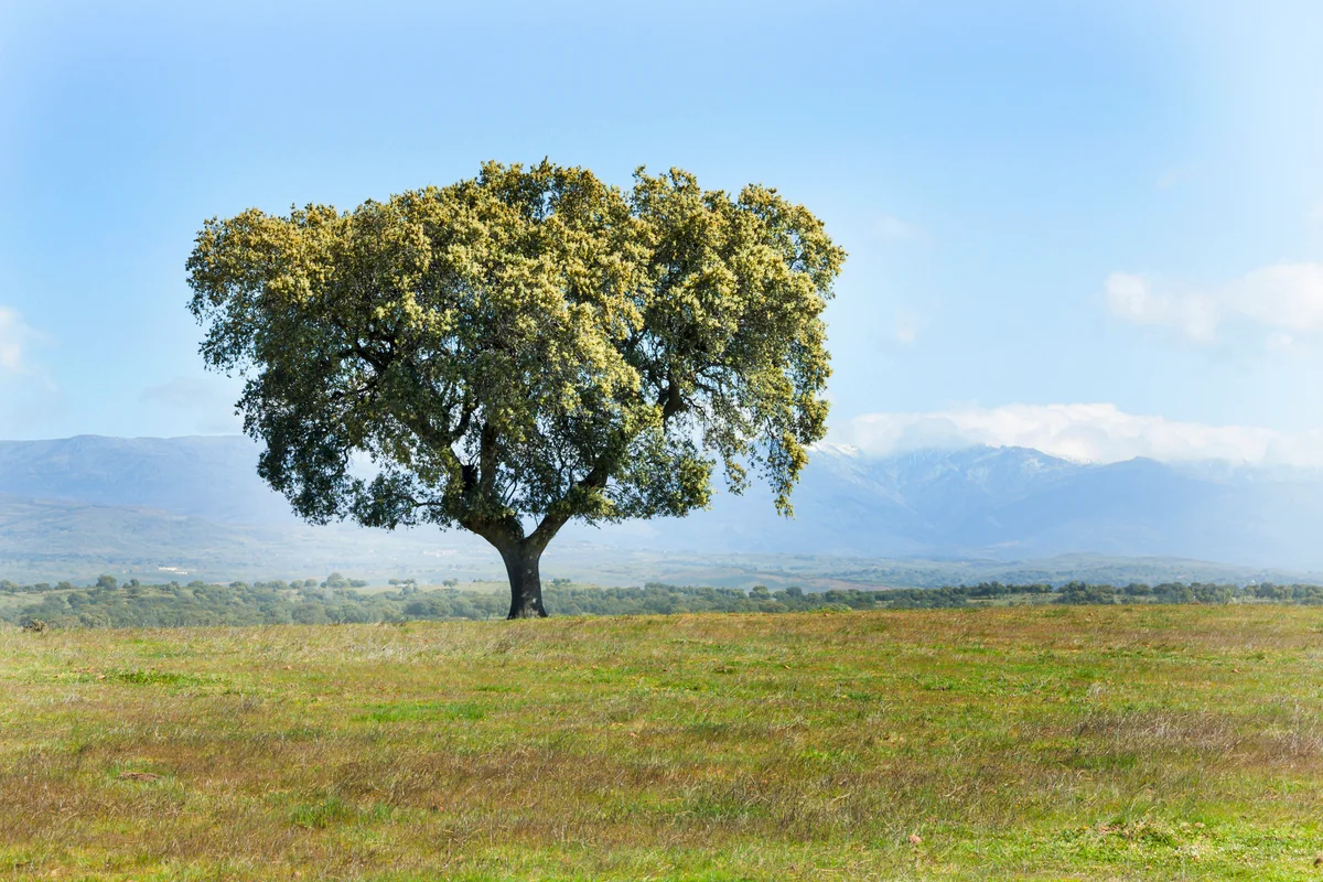 Beautiful landscape with a lonely holm oak on field