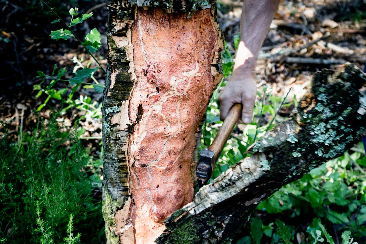 Extraction of the bark of the cork oak for the obtaining cork