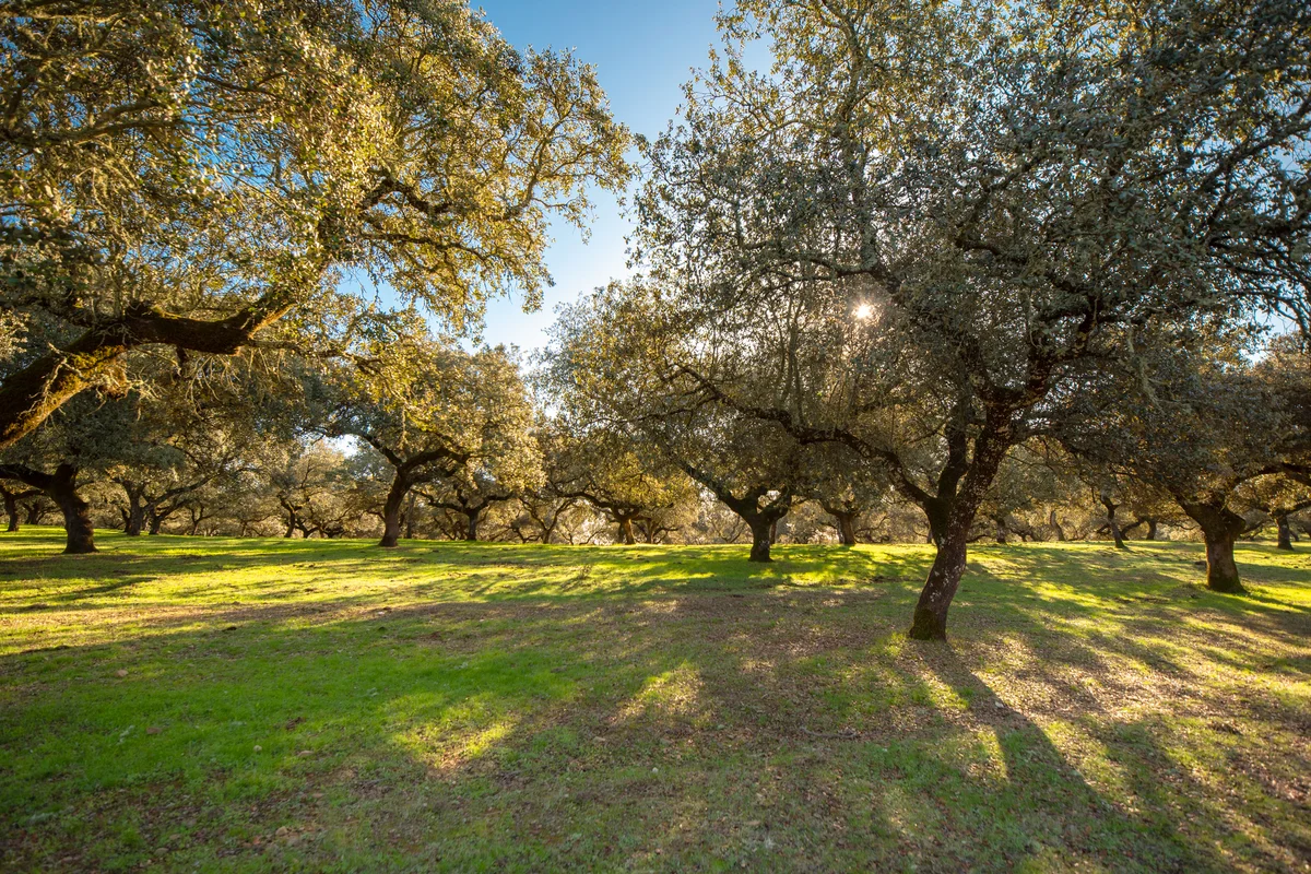 Green meadow with holm oaks by day at sunset in Spain