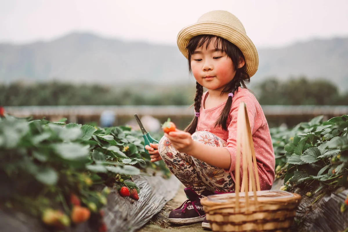 Lovely girl picking strawberries in farm