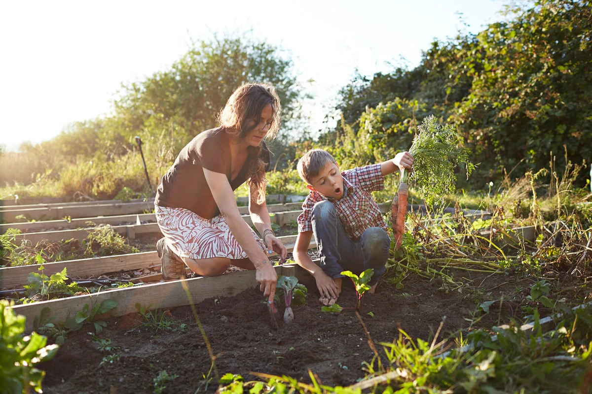 Boy harvesting big carrots with mom