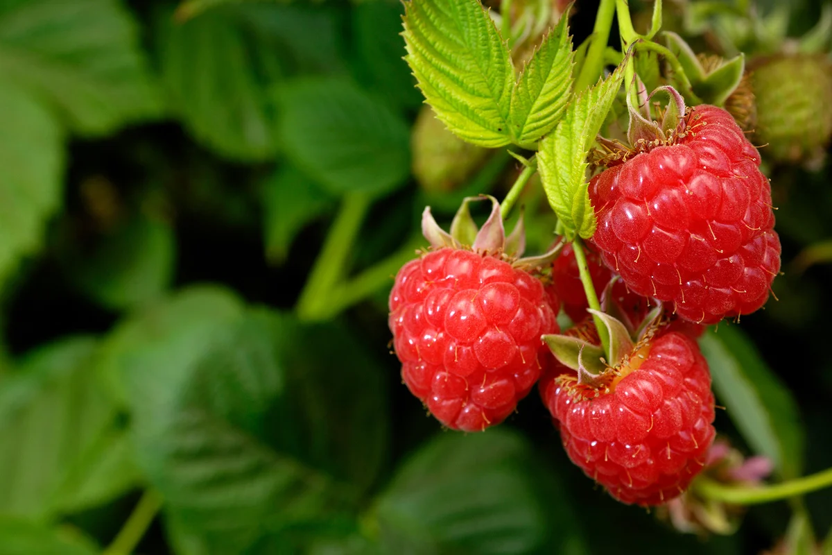 Close-up of Ripening Raspberries on the Vine