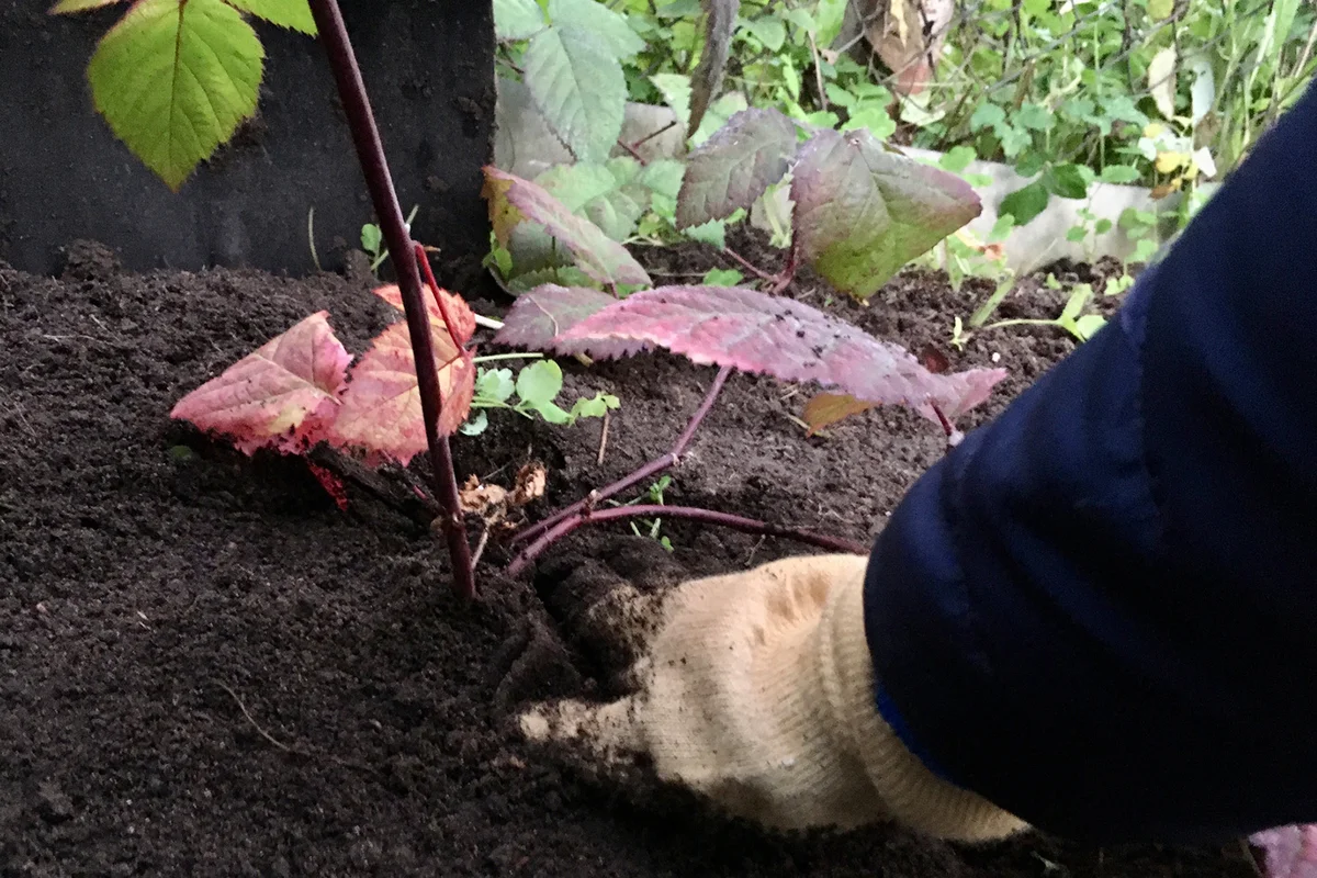 Planting a raspberry seedling in the garden