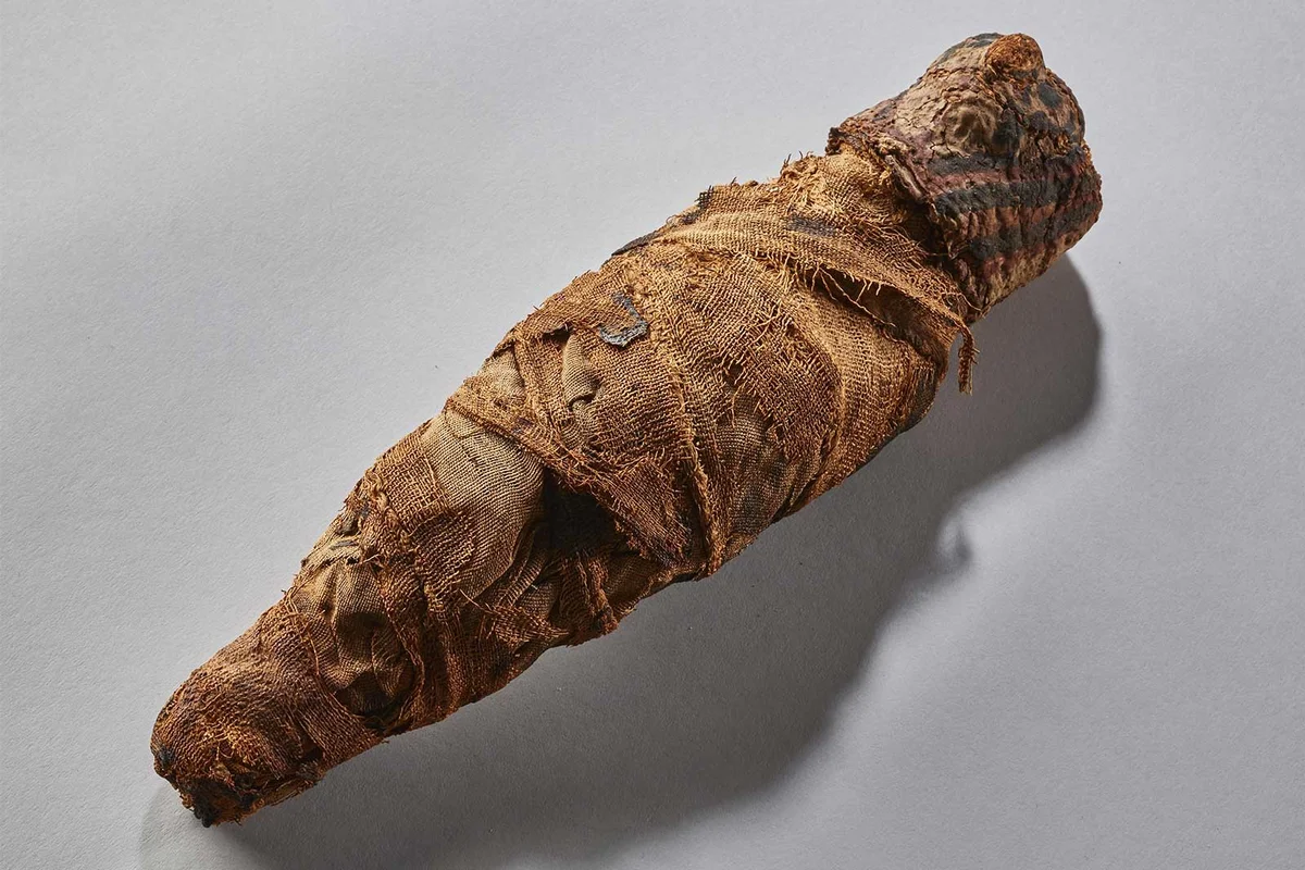 mummified hawk Egyptian animal sacrifice