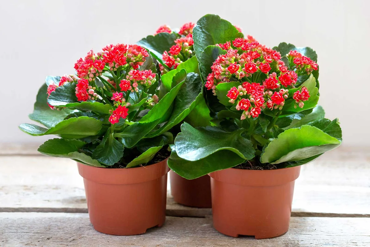 red Kalanchoe flowers in pots