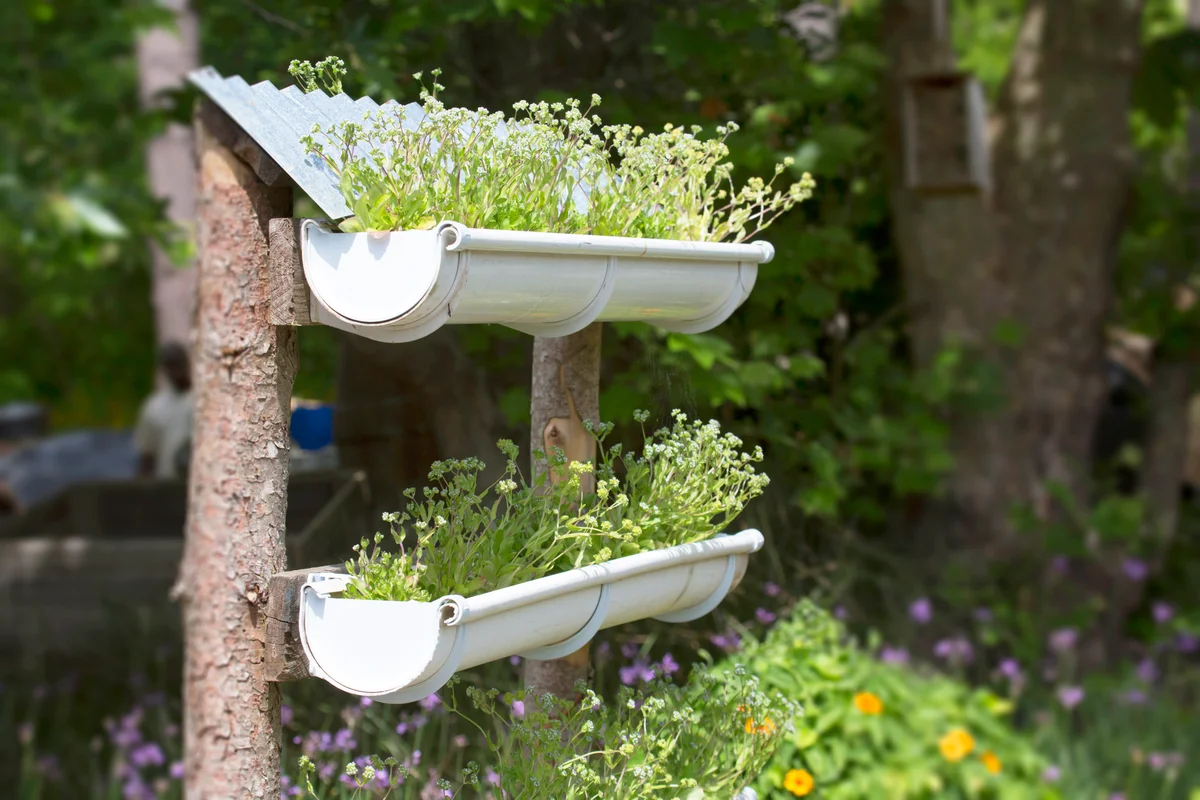 Recycled rain gutters being used to grow an outdoor vertical garden