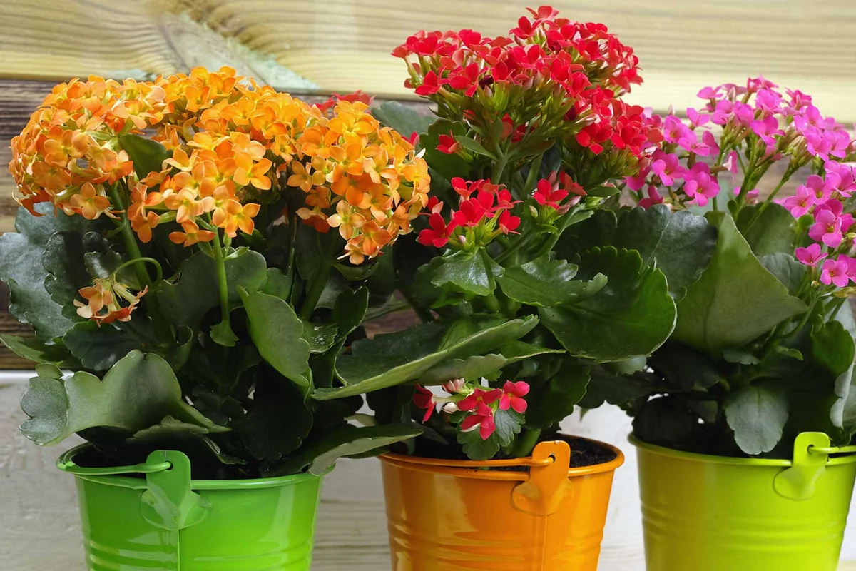 Kalanchoe plants orange, red and pink flowers