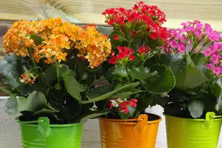 Is Kalanchoe a Perennial? Facts and Growing Tips