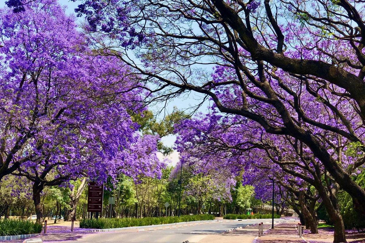 Jacaranda trees along street in Mexico