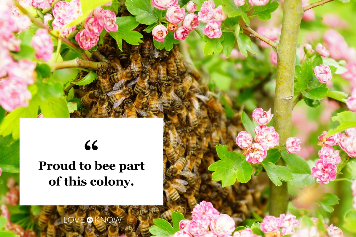 Pink flowering plants and bee colony