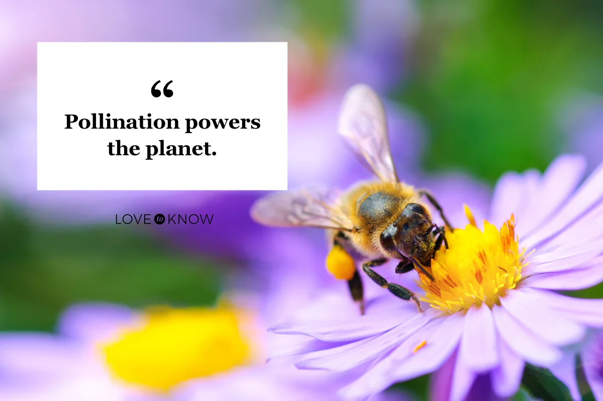 Bee gathers the flower