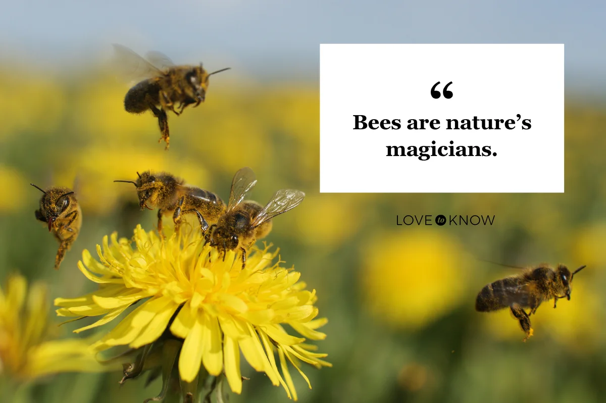 Bees on dandelions