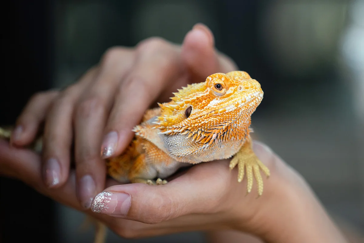 Yellow bright colorful iguana lizard