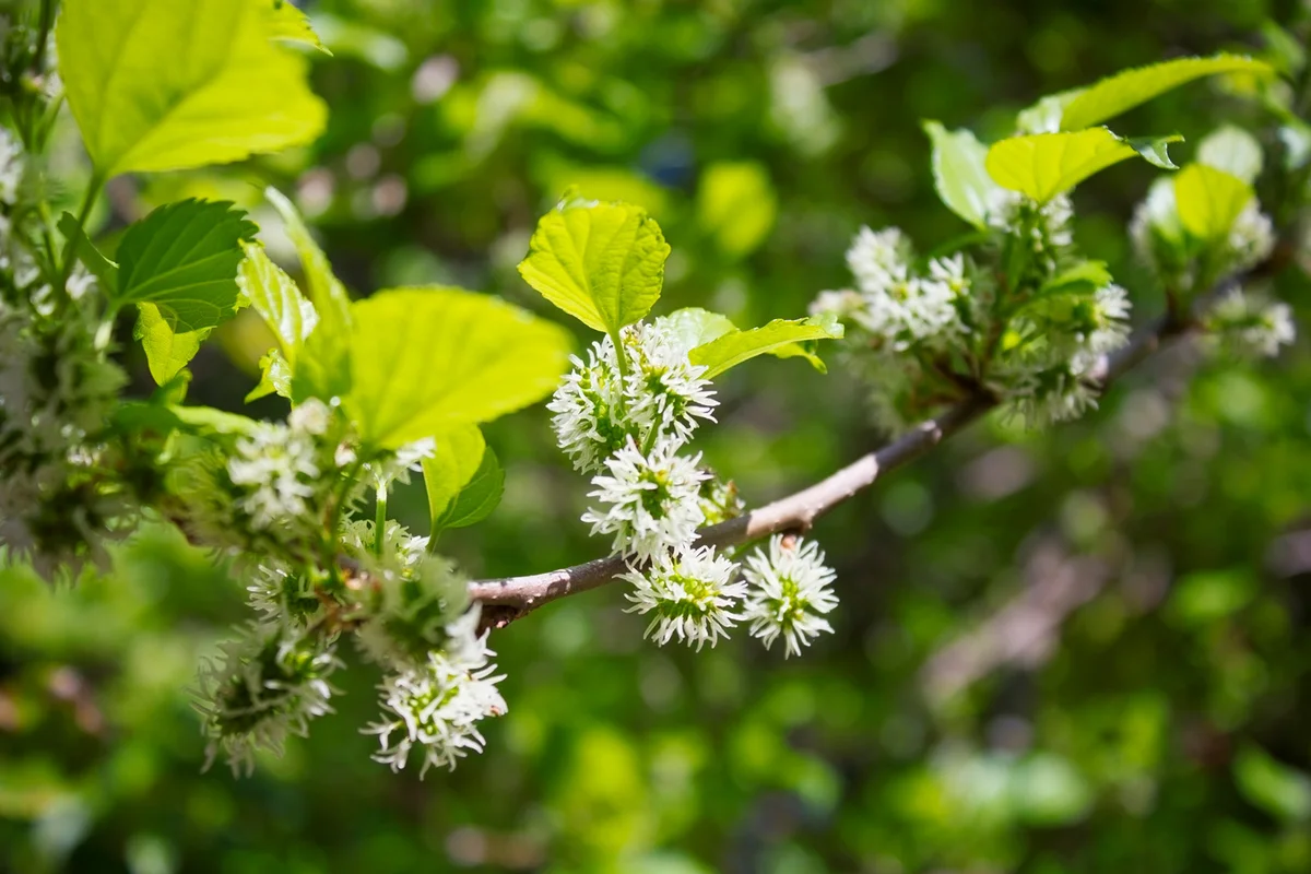 Mulberry tree, with flowers