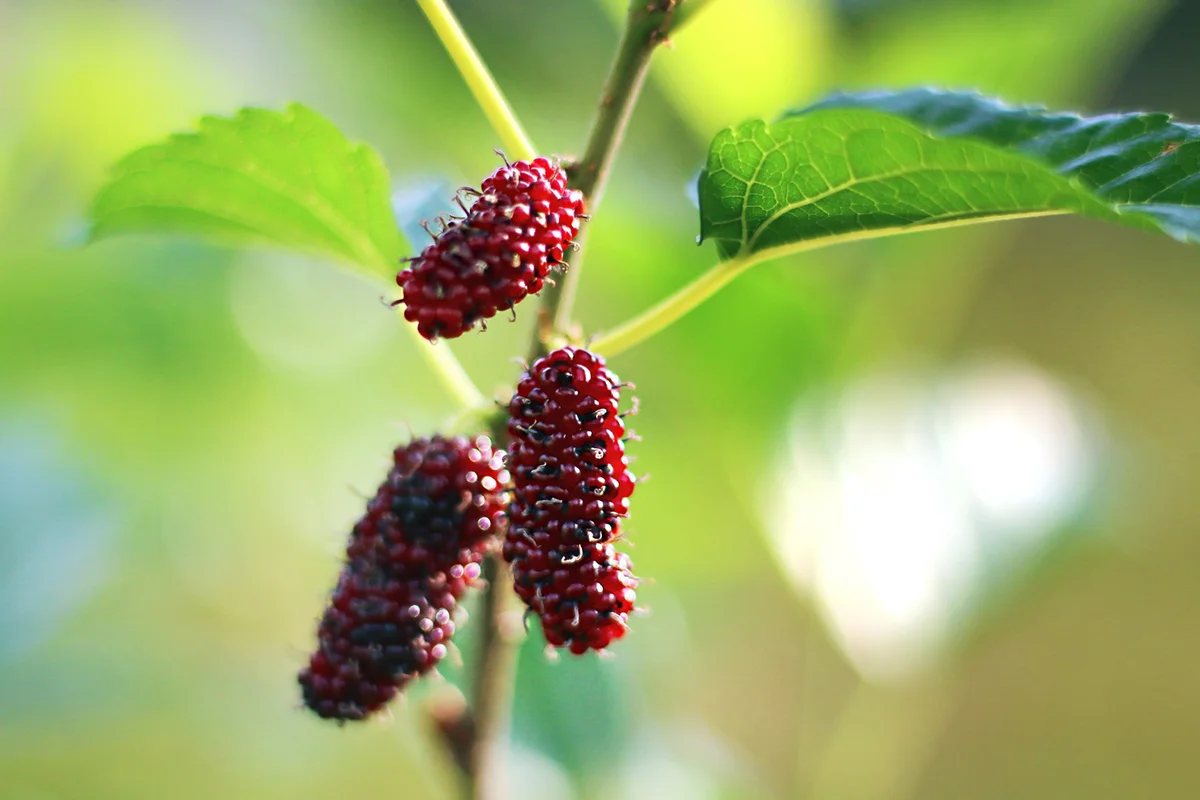 Mulberry fruits also known as Morus rubra for the red species