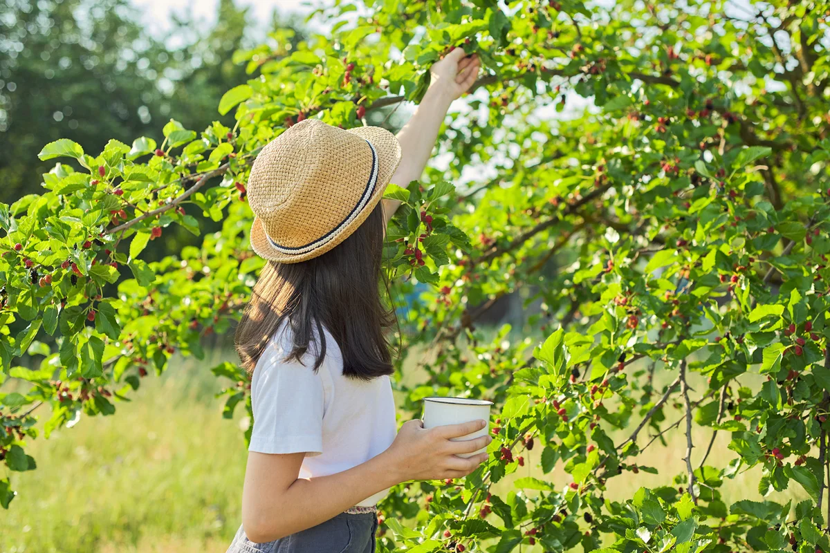 Girl harvest berries in mug of mulberry tree