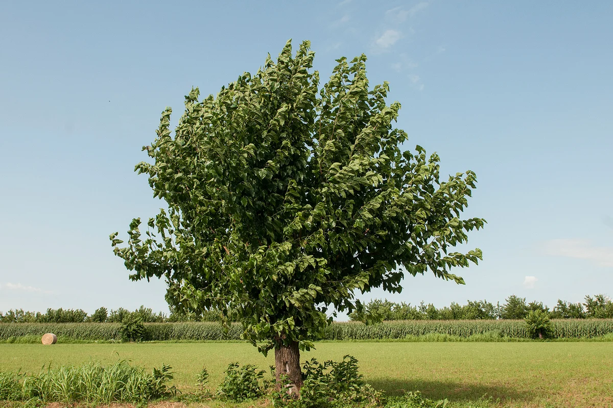 Mulberry tree in the countryside
