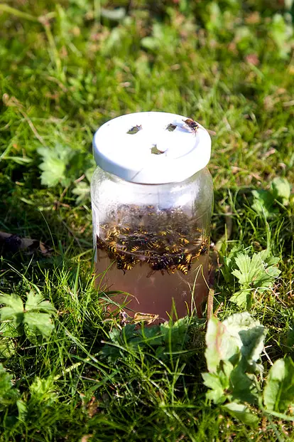 Jam jar wasp trap