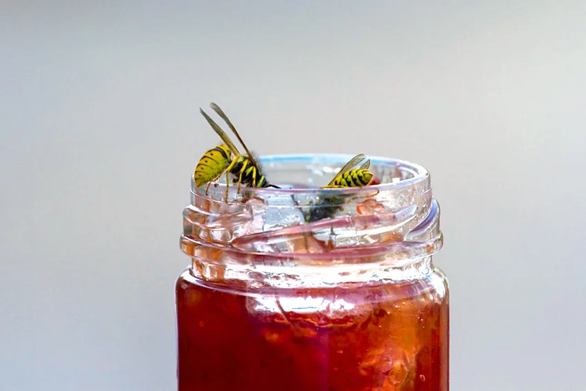 Wasps attracted to a pot of jam