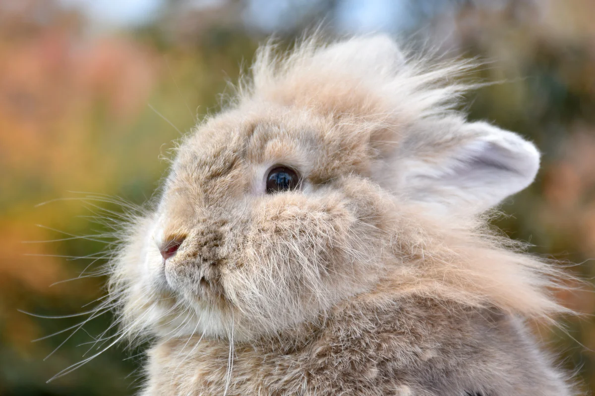 Stunning lionhead rabbit outdoors
