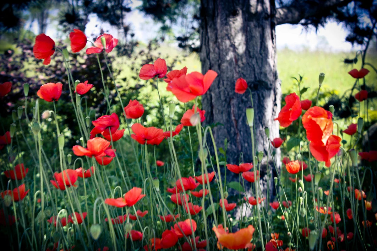 red poppies in field