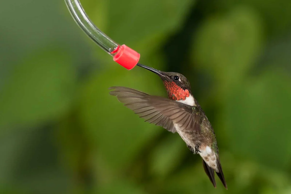 hummingbird feeding on nectar from tube