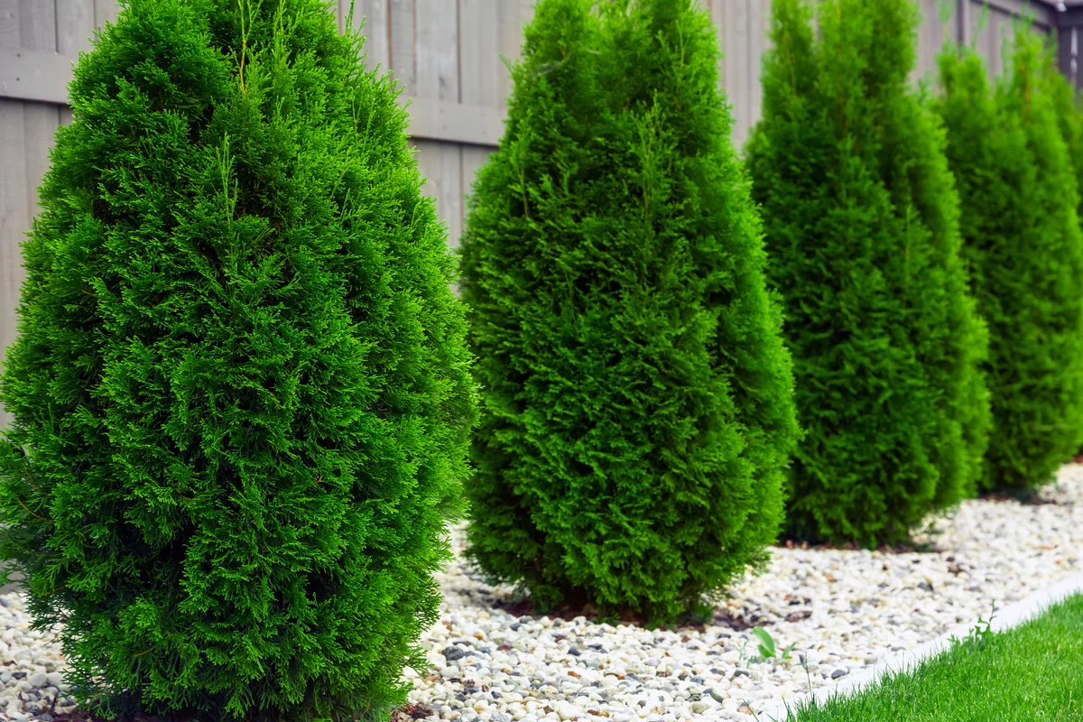 row of Thujas arborvitae