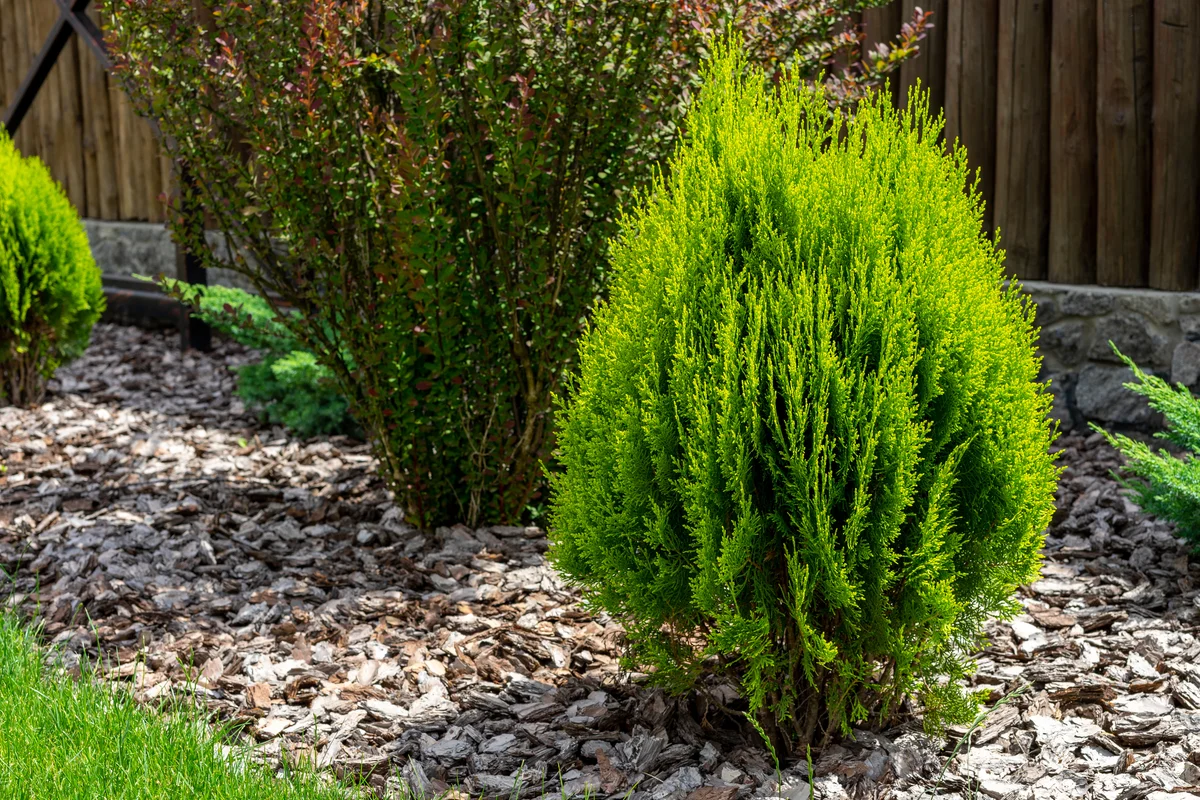 small arborvitae in landscape