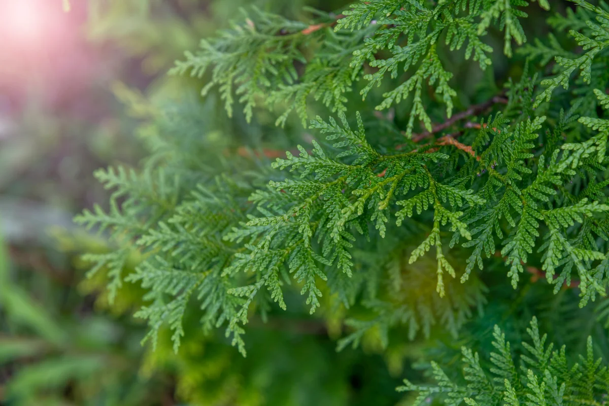 close up of arborvitae leaves