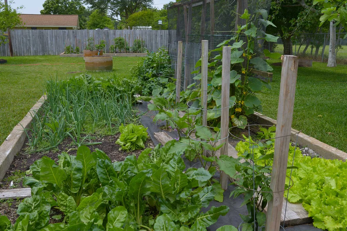 vegetable garden in Texas