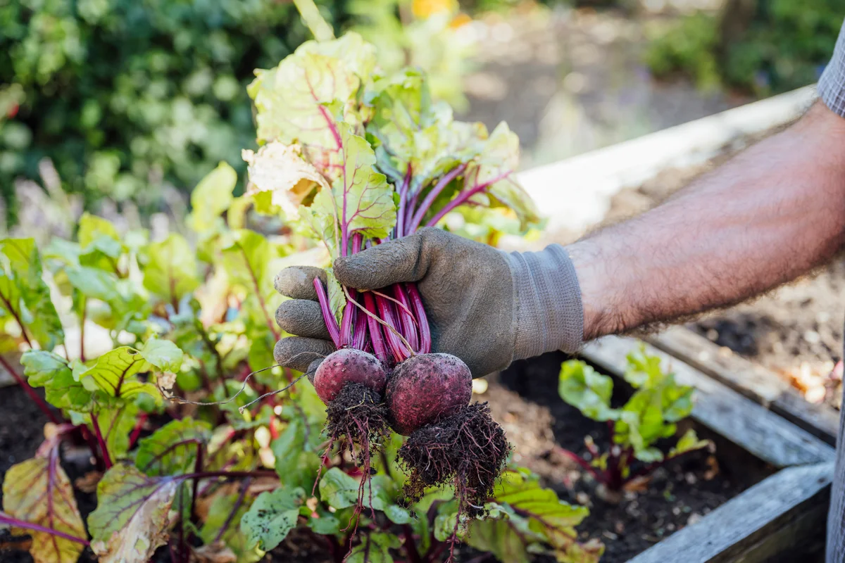 beets in garden