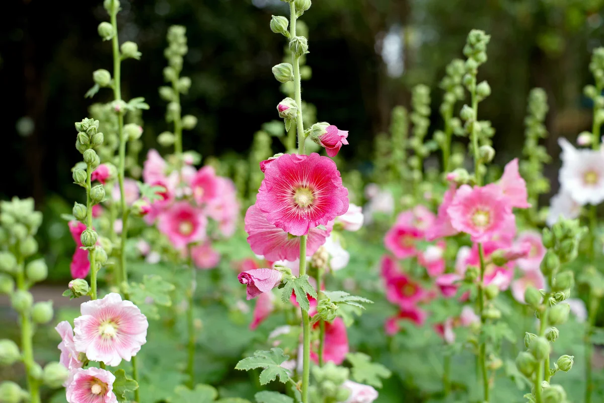 hollyhock flowers in garden