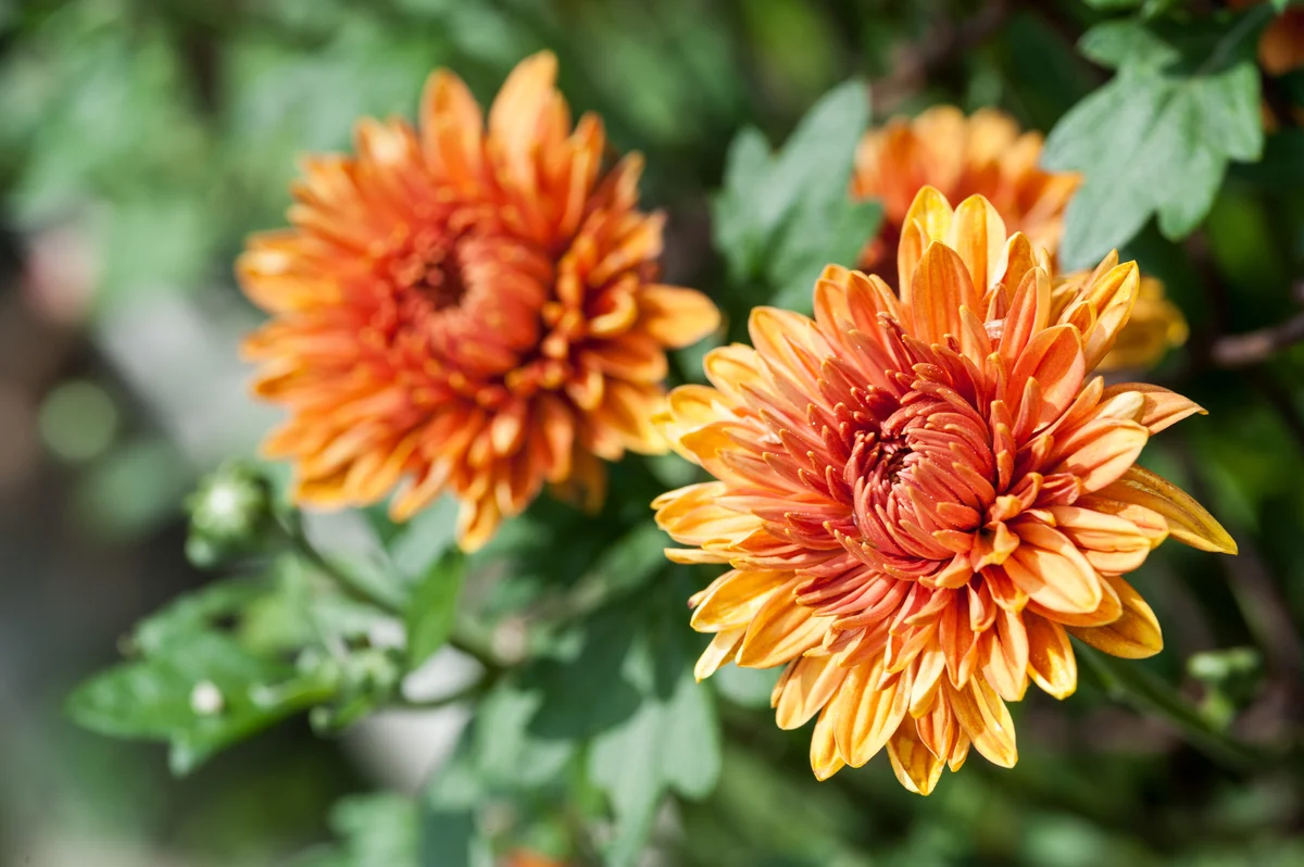 orange calendula flowers