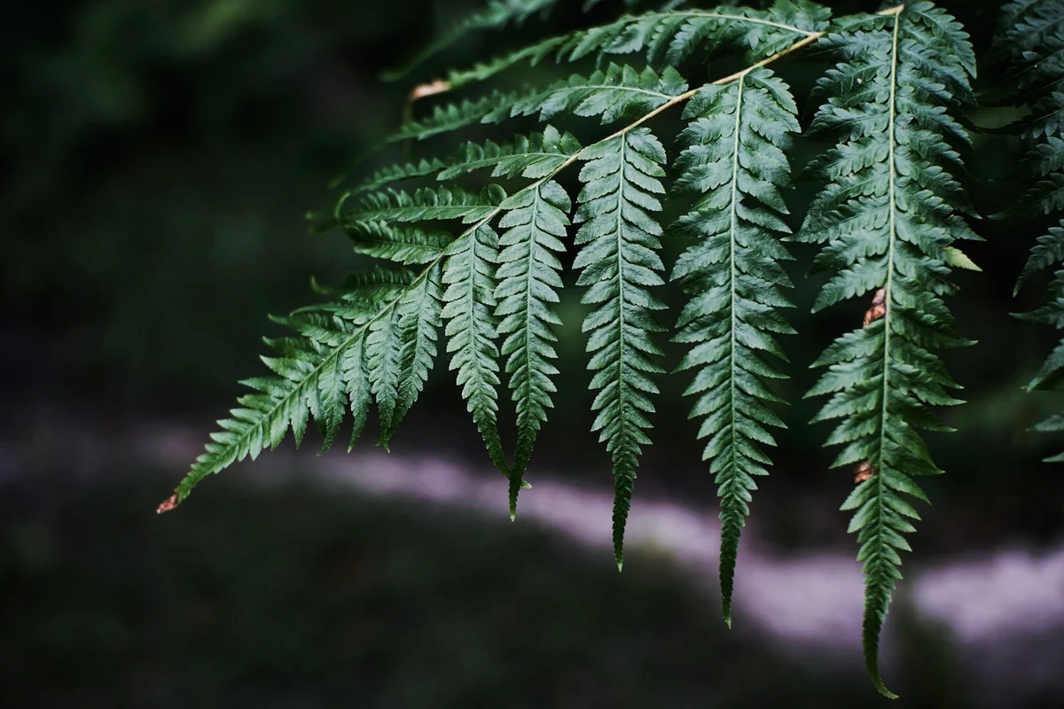 Green Fern Leaves