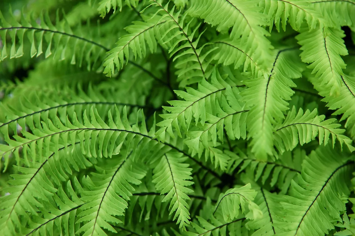 Western maidenhair fern