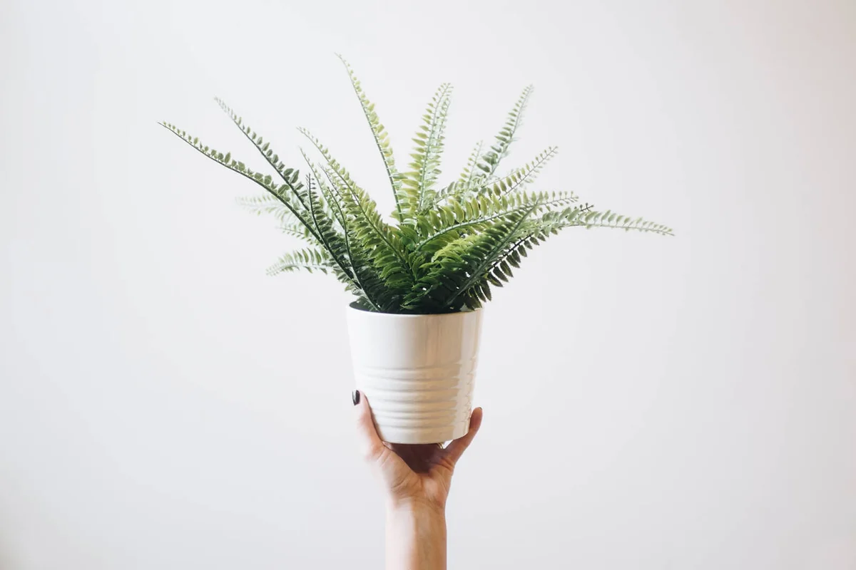 Woman Holding Potted Plant Against White Background