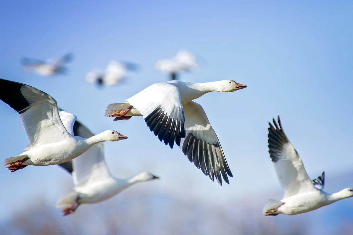 Beautiful Blue Sky and Snow Geese in Flight at Bosque Del Apache
