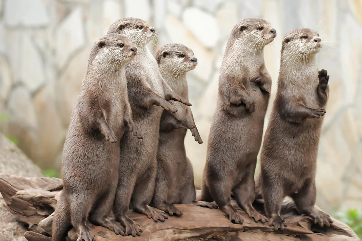 River otters in zoo
