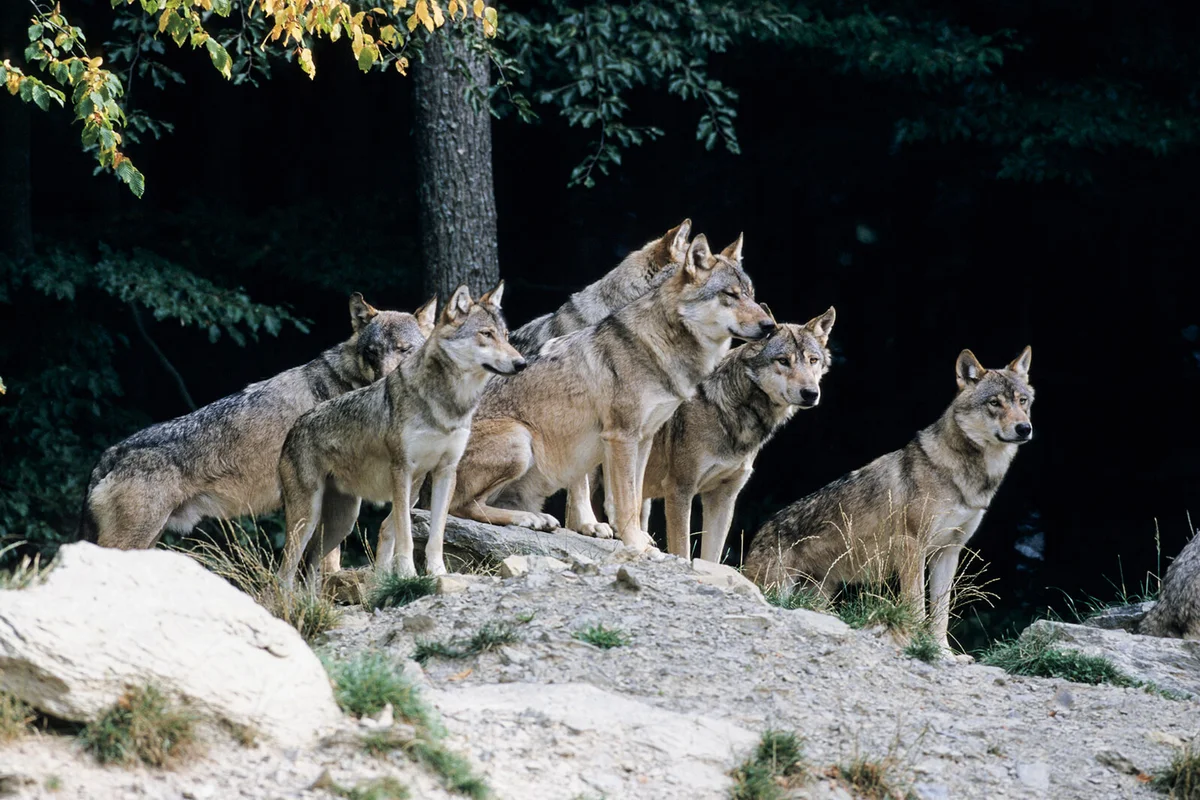 Pack of Gray Wolves