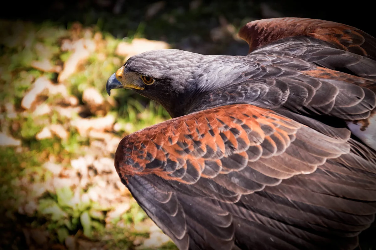 Harris Hawk Taking Off