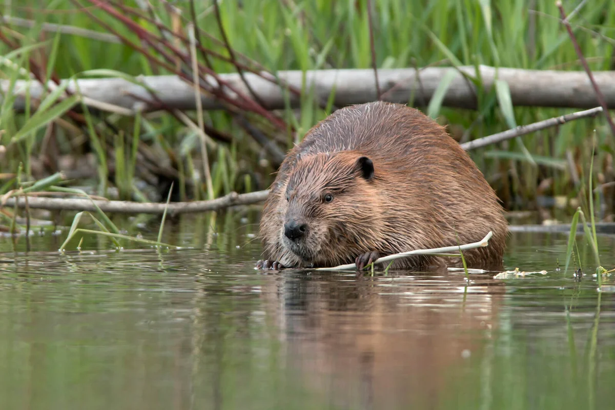 Wild large beaver eating in river Bear Creek Lakewood Colorado