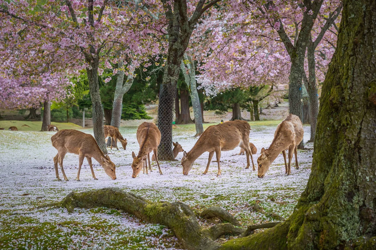 Deers at Nara park during a sunny day in the cherry blossom season