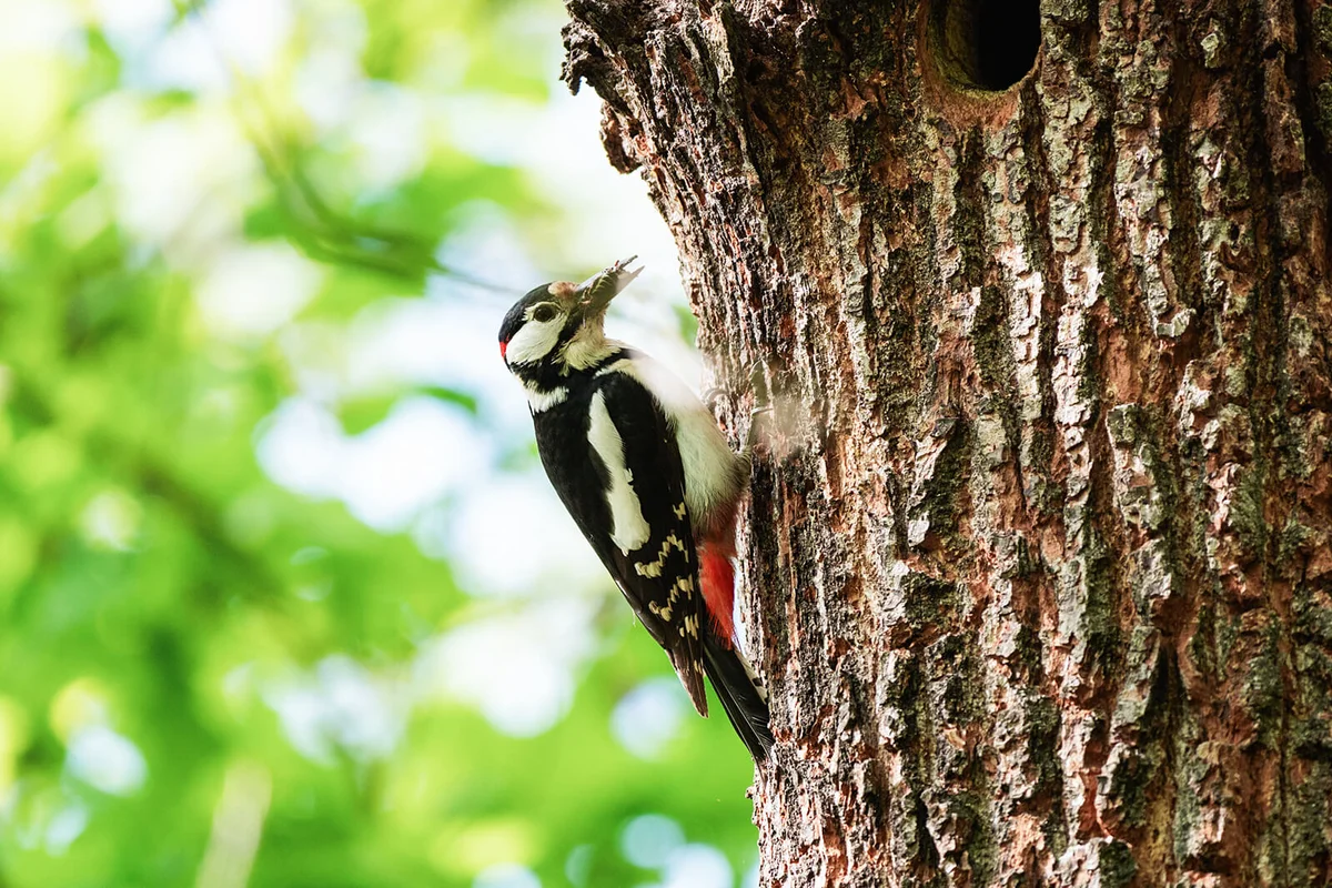 Great Spotted Woodpecker