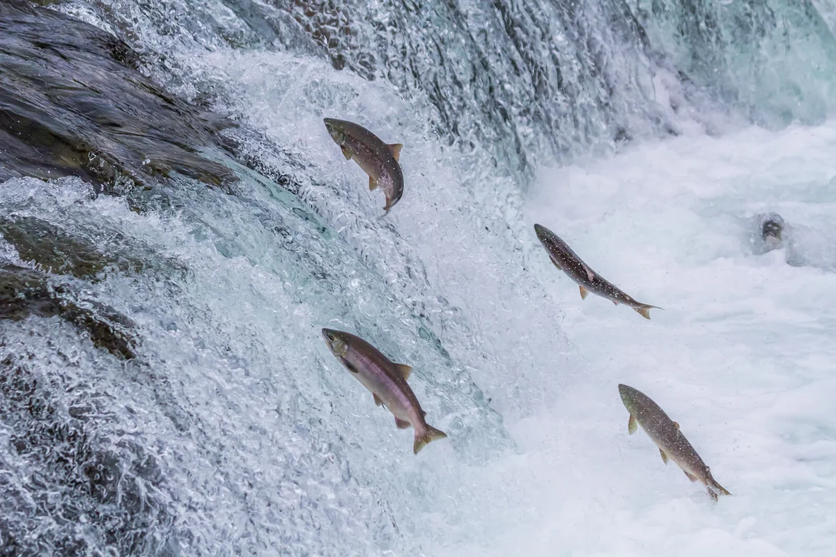 Sockeye Salmon Jumping Up Falls