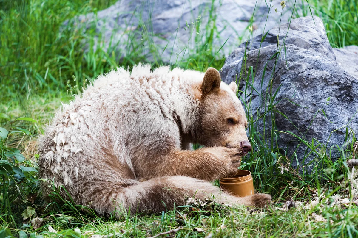 Kermode (Spirit) Bear Eating Honey