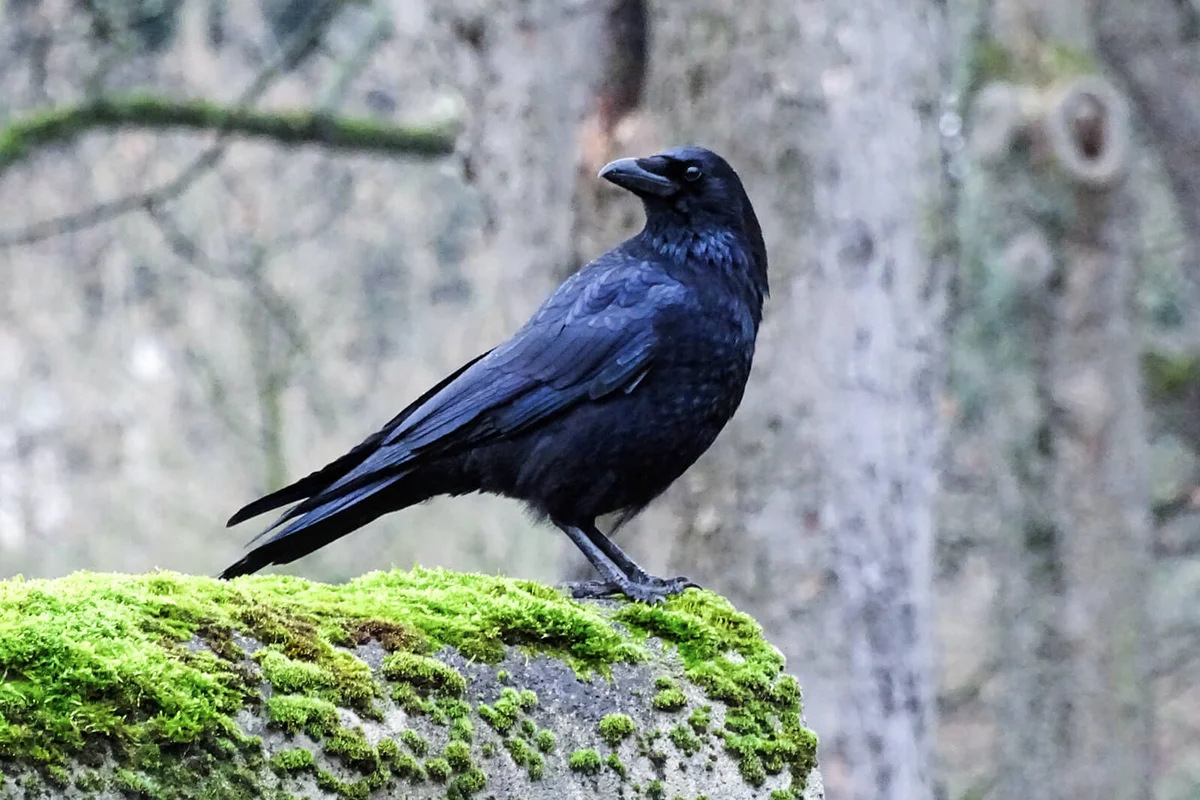 Raven Bird Perching On Rock